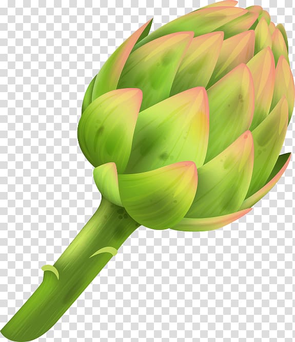 Artichoke Plant stem, boldo transparent background PNG clipart