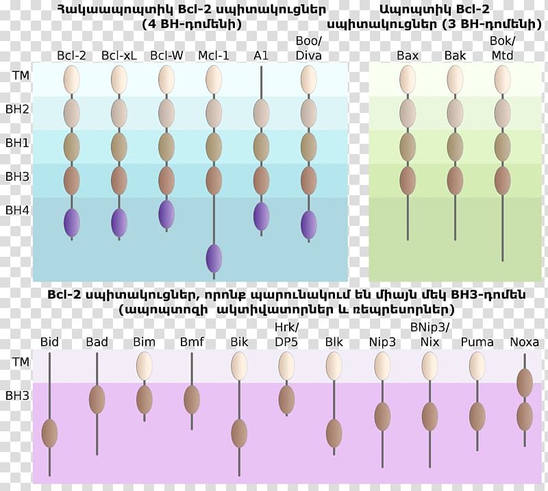 Protein Pattern Product design Angle Purple, family creative transparent background PNG clipart