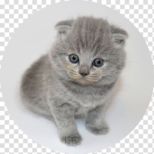 Chartreux Scottish Fold British Shorthair European shorthair Nebelung, kitten transparent background PNG clipart