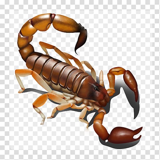 Scorpion Zodiac Astrology, Scorpion transparent background PNG clipart