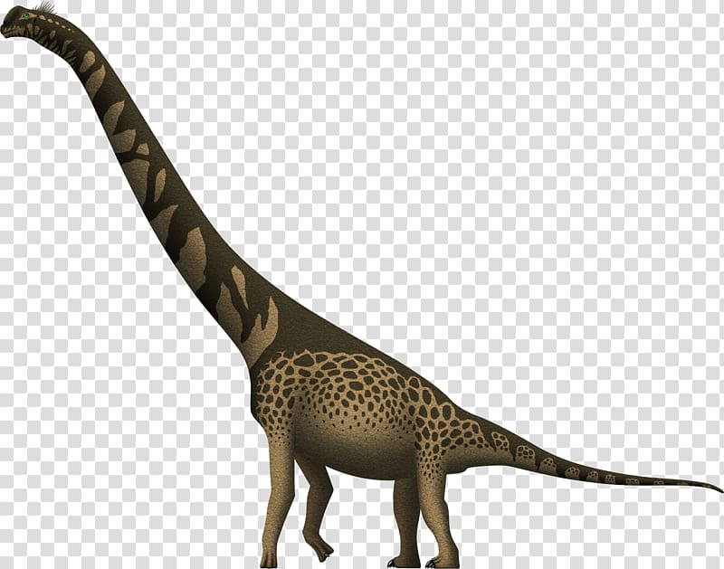 Cedarosaurus Giraffe Brachiosaurus Giraffatitan Barremian, giraffe transparent background PNG clipart