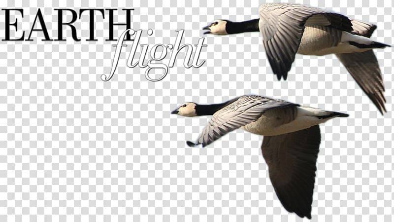 Duck Goose Fauna Feather Beak, earth/flight/train transparent background PNG clipart