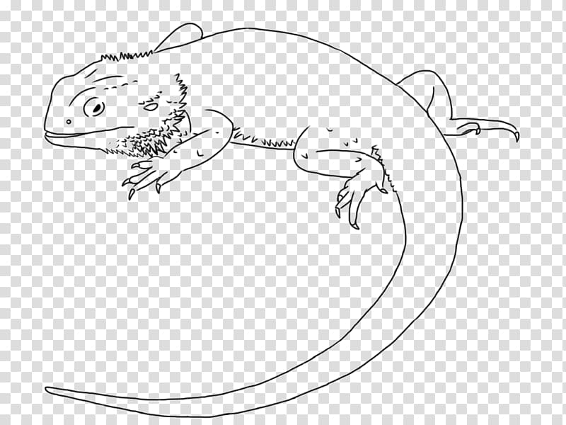 Lizard Drawing Central Bearded Dragon Line art , lizard transparent background PNG clipart