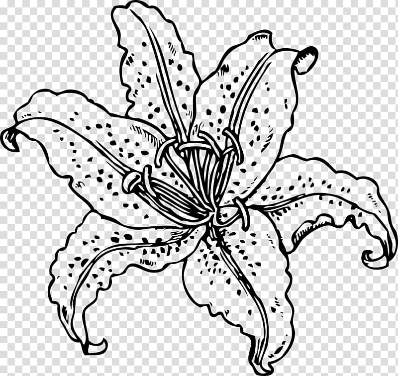 Tiger lily Coloring book Flower Easter lily , MEXICAN FLOWERS transparent background PNG clipart