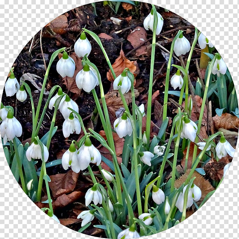 Spring Snowdrop, wintersweet transparent background PNG clipart
