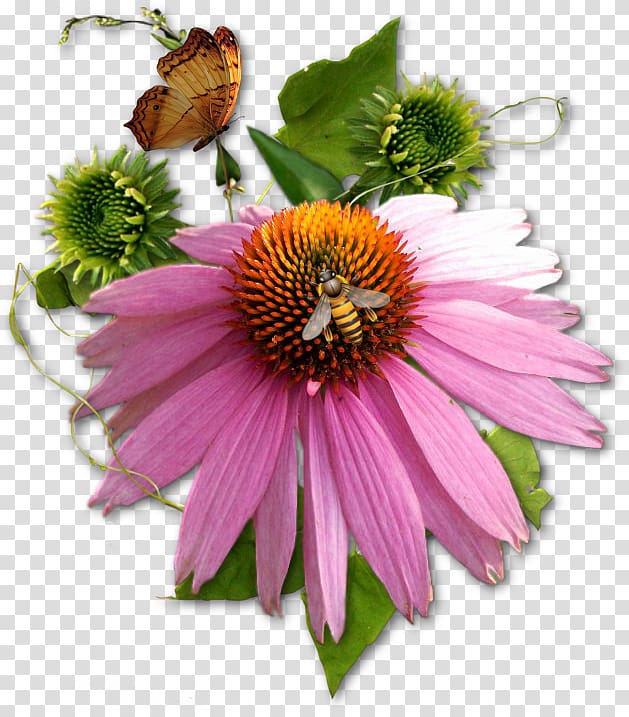 Flower Common daisy , flower transparent background PNG clipart