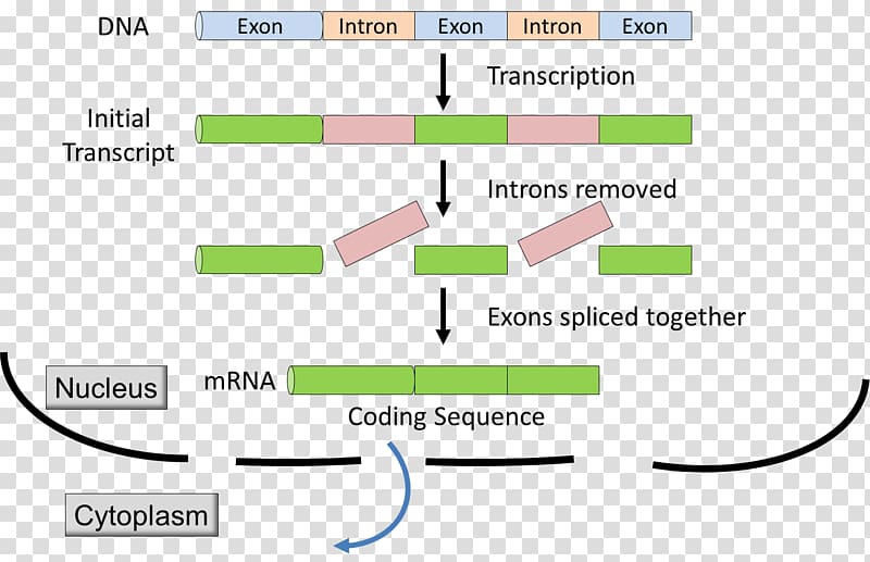 Intron Exon RNA splicing Messenger RNA Primary transcript, others transparent background PNG clipart