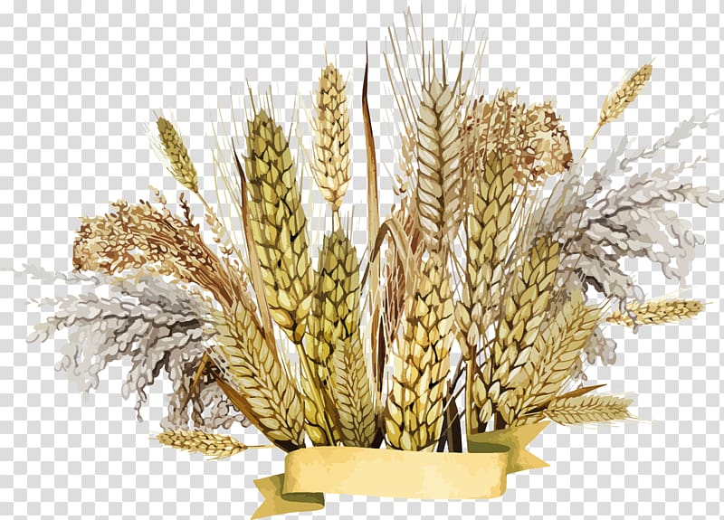 Emmer Cereal germ, Wheat transparent background PNG clipart