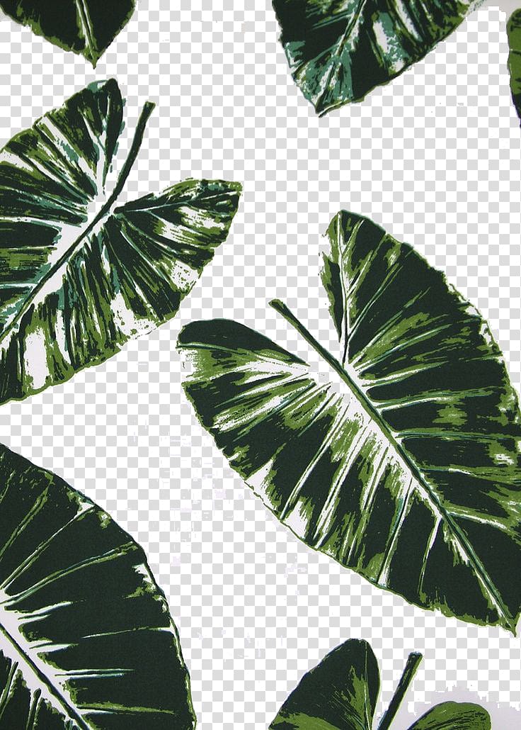 palm leaf transparent background PNG clipart