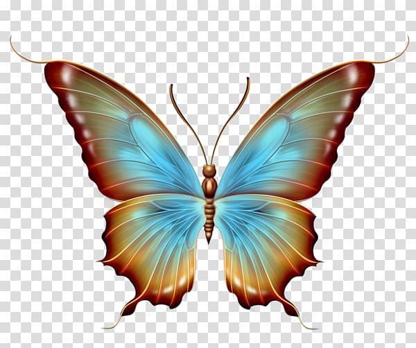 Butterfly Graphic design, Papillon transparent background PNG clipart