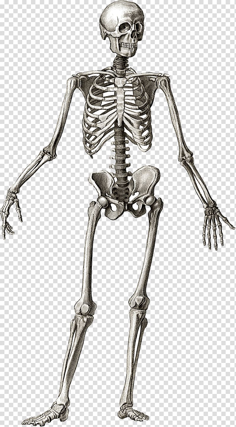 skeleton illustration, Human skeleton Anatomy Bone Human body, Skeleton transparent background PNG clipart