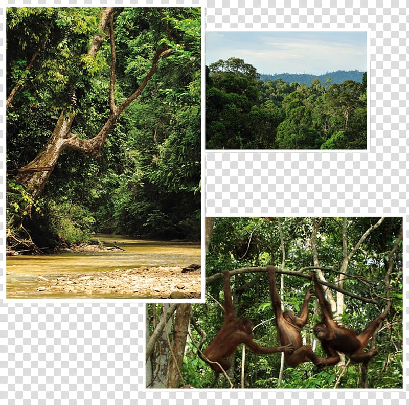 Rainforest Ecosystem Borneo Orangutan Survival Deutschland Old-growth forest, borneo transparent background PNG clipart