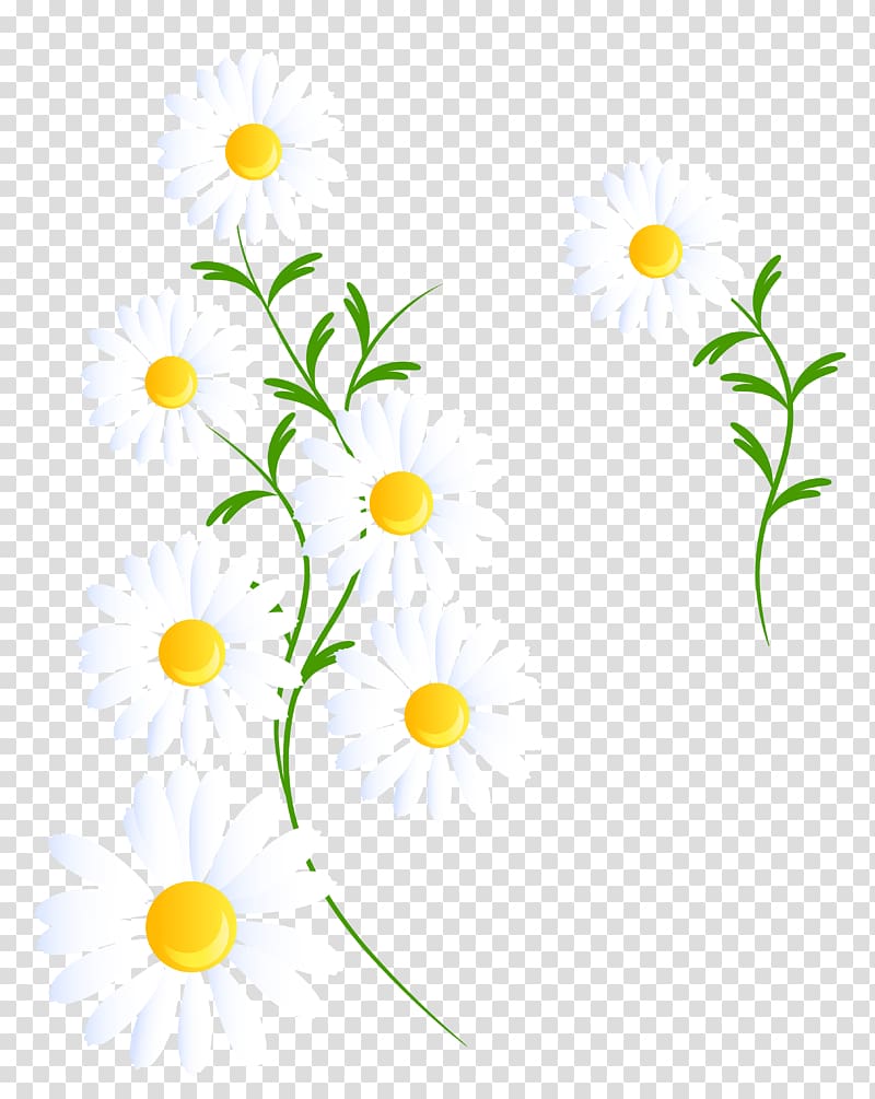 Flower , camomile transparent background PNG clipart