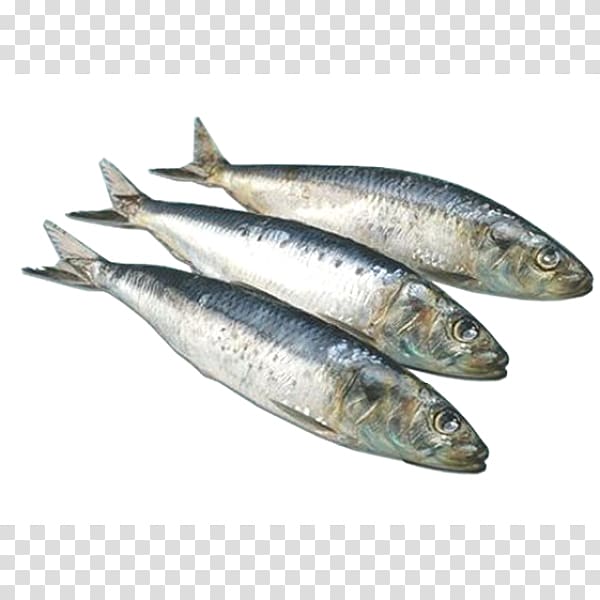 Sardine Pacific saury Soused herring Atlantic herring Japanese pilchard, fish transparent background PNG clipart