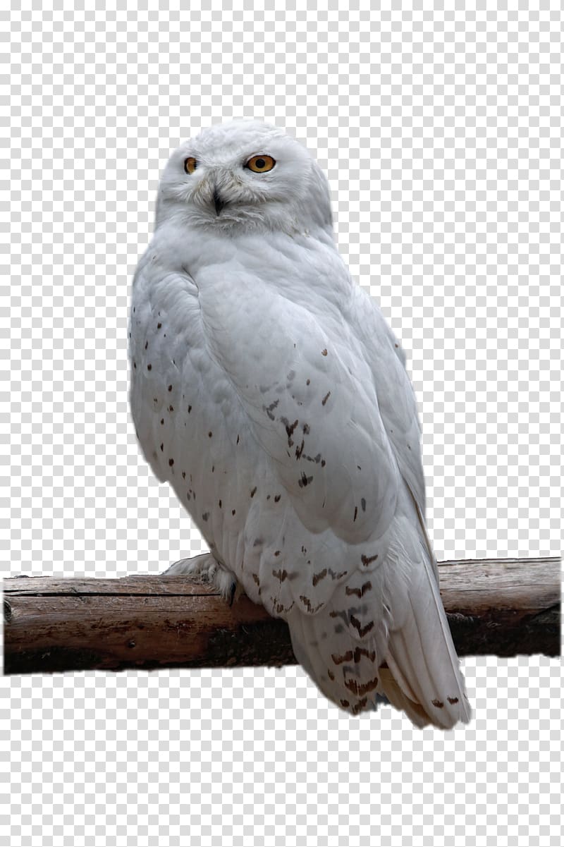 Owl Bird , White Owl transparent background PNG clipart