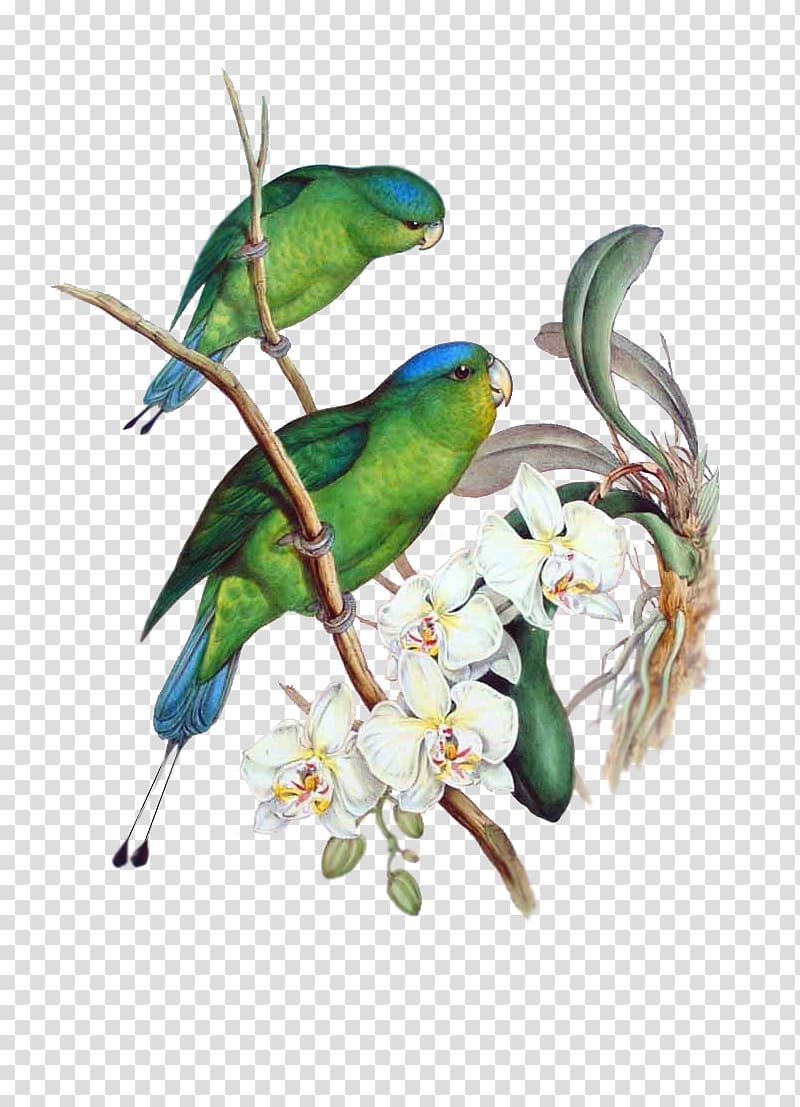 Blue-crowned hanging parrot Blue-headed racket-tail Blue-crowned racket-tail Bird, parrot transparent background PNG clipart