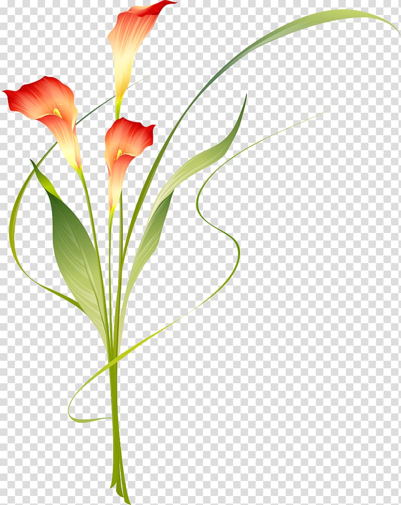 Floral design Verdier Bernard Emile Cut flowers Carnation, design transparent background PNG clipart