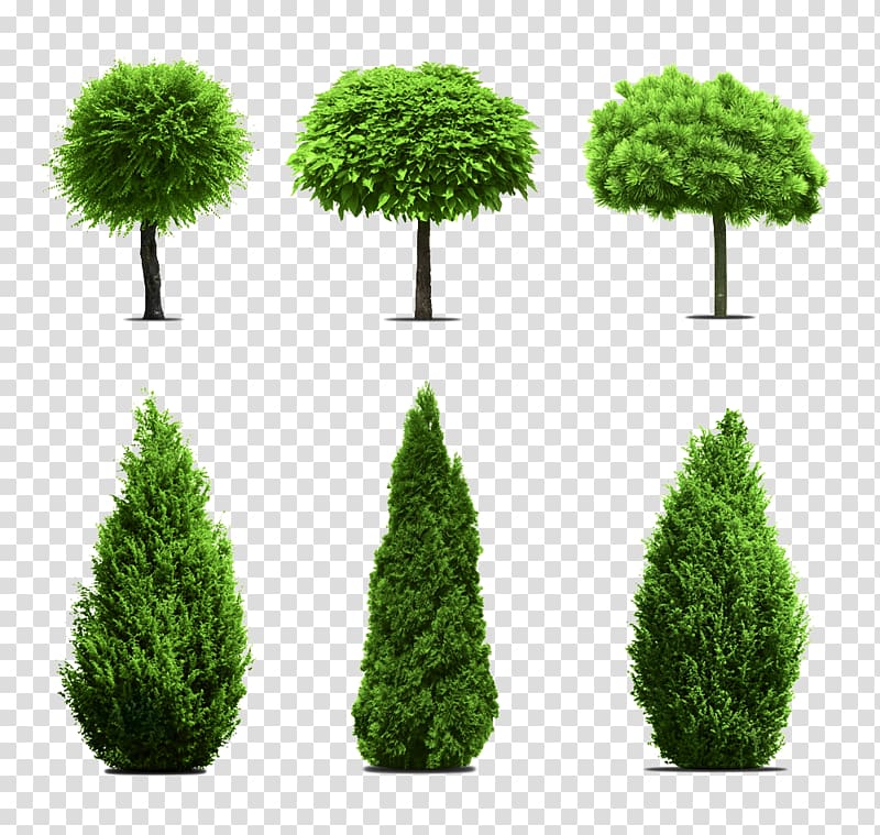 six green leafed trees, Tree Garden Evergreen, Eucalyptus cypress banyan tree material transparent background PNG clipart