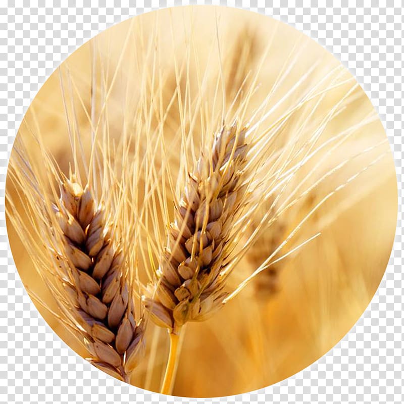 Wheat Cereal Harvest Grain Crop, wheat transparent background PNG clipart