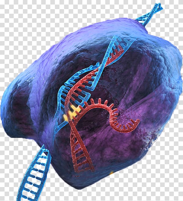 CRISPR Genome editing Immune system Gene therapy, others transparent background PNG clipart