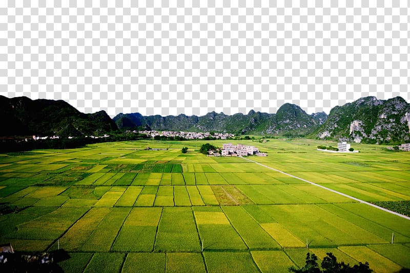 green rice field, Paddy Field Rice Agriculture, Planning neat rice fields transparent background PNG clipart