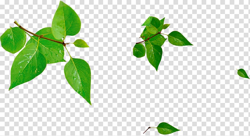 Green Leaf , Green leaves sun transparent background PNG clipart