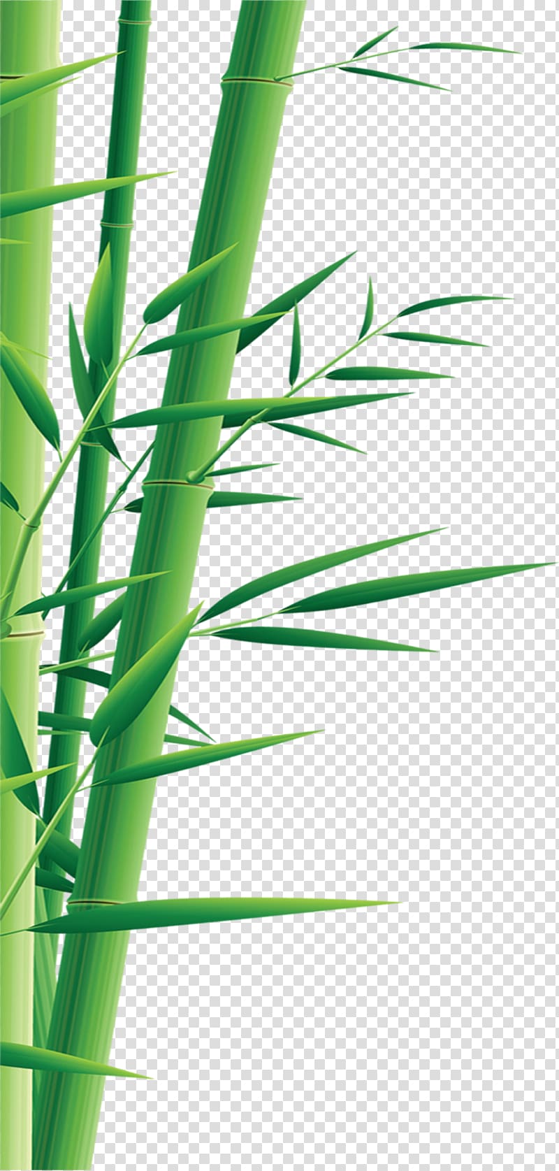 Graphic design Illustration, bamboo transparent background PNG clipart