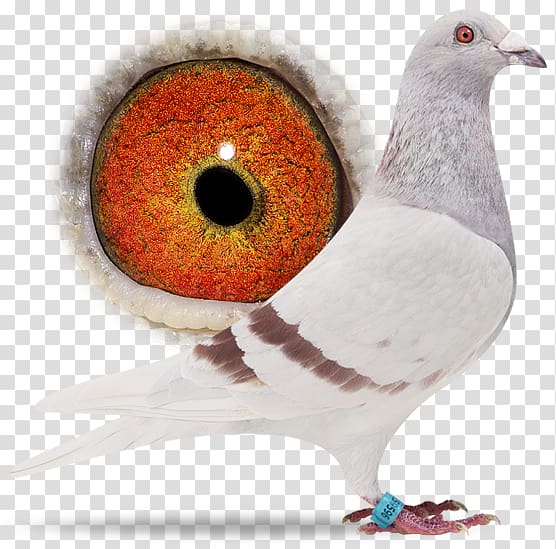 Columbidae Sangers Pigeons BV Bird Beak Épernay, Bird transparent background PNG clipart