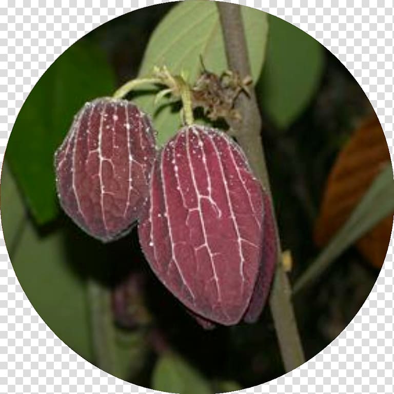 MacRitchie Reservoir Thottea grandiflora Birthwort family Dicotyledon, transparent background PNG clipart