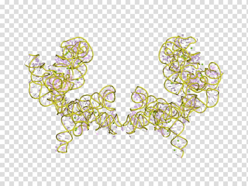 Group I catalytic intron Ribozyme RNA splicing Tetrahymena, others transparent background PNG clipart