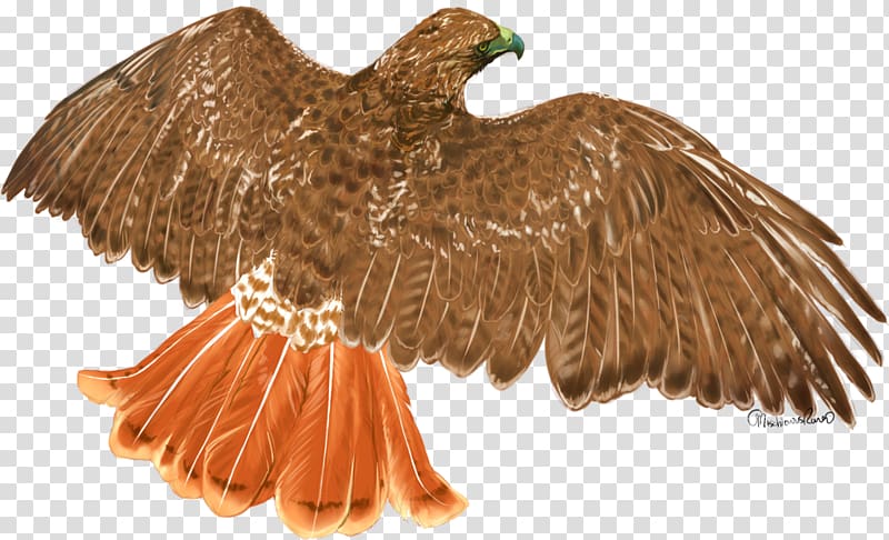 Red-tailed hawk Eagle Bird Portable Network Graphics, eagle transparent background PNG clipart