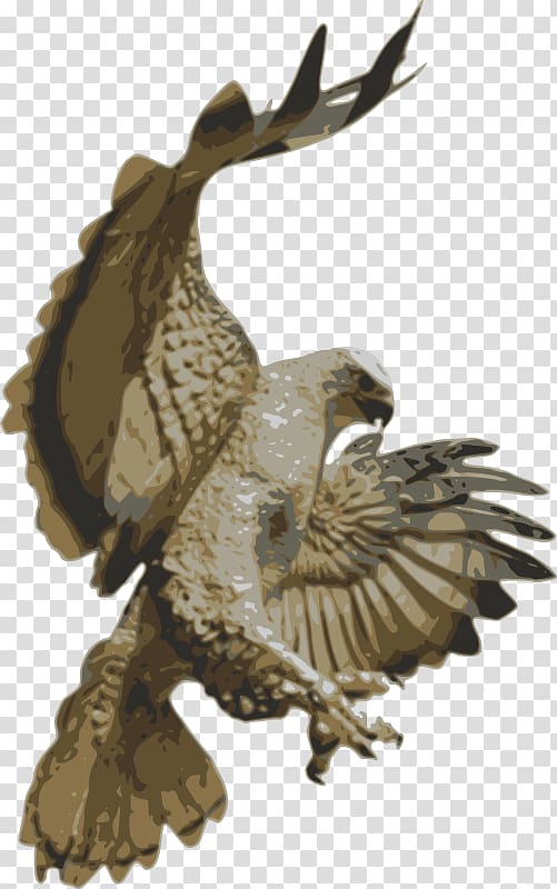 Red-tailed hawk Accipitriformes , falcon transparent background PNG clipart