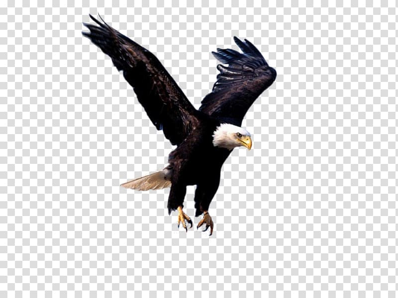 Bald Eagle Flight Bird, eagle transparent background PNG clipart