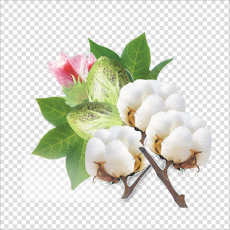 Cotton transparent background PNG clipart | HiClipart