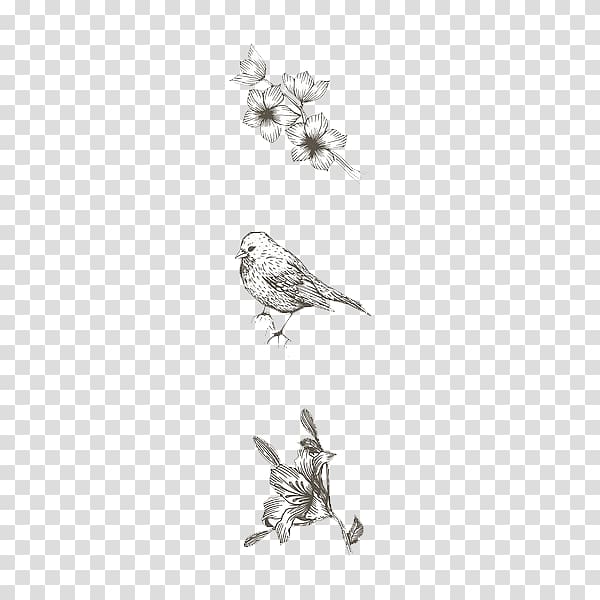 Sparrow Cartoon Drawing, Cartoon sparrow transparent background PNG clipart