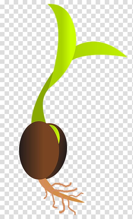 Germination Seed Sowing Sprouting , others transparent background PNG clipart