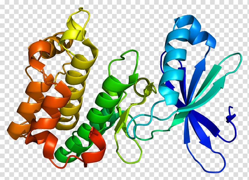 AMP-activated protein kinase PRKAA2 Protein kinase, AMP-activated, alpha 1, others transparent background PNG clipart