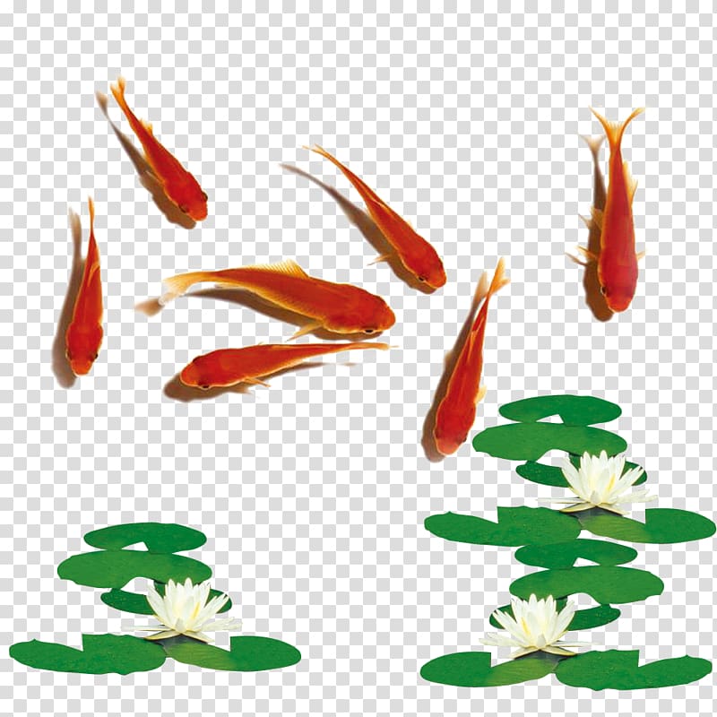red koi , Carassius auratus Iran Fish Haft-Seen Nowruz, Red goldfish lotus lotus transparent background PNG clipart