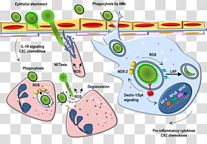 Line Point , line transparent background PNG clipart thumbnail