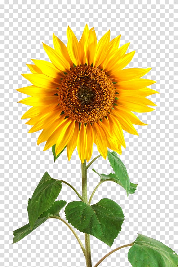 Common sunflower Perennial sunflower Sunflower seed Plant, flower transparent background PNG clipart