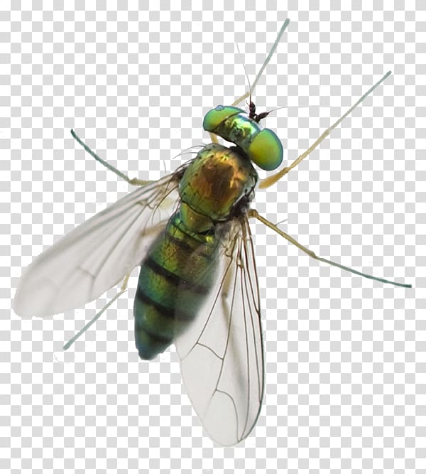 Greenhead horse fly Mosquito Pest Control Pterygota, horse fly transparent background PNG clipart