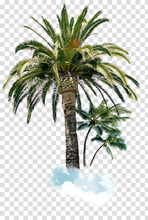 Arecaceae Tree Palm branch Blue spruce Sabal Palm, tree transparent background PNG clipart