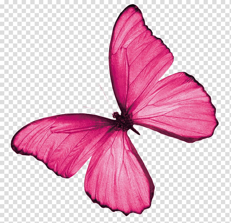 Butterfly Rainbow Insect Color, butterfly transparent background PNG clipart