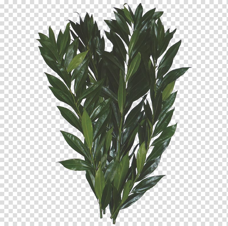Leaf Cocculus laurifolius Follaje Plant stem Flower, Leaf transparent background PNG clipart