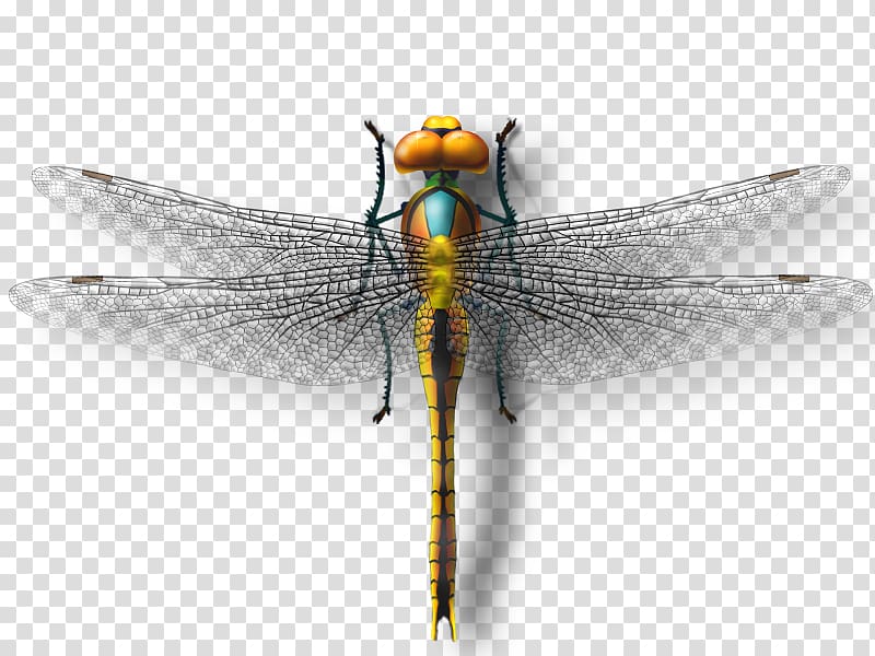 brown and blue dragonfly illustration, Dragonfly Insect Butterfly, dragonfly transparent background PNG clipart