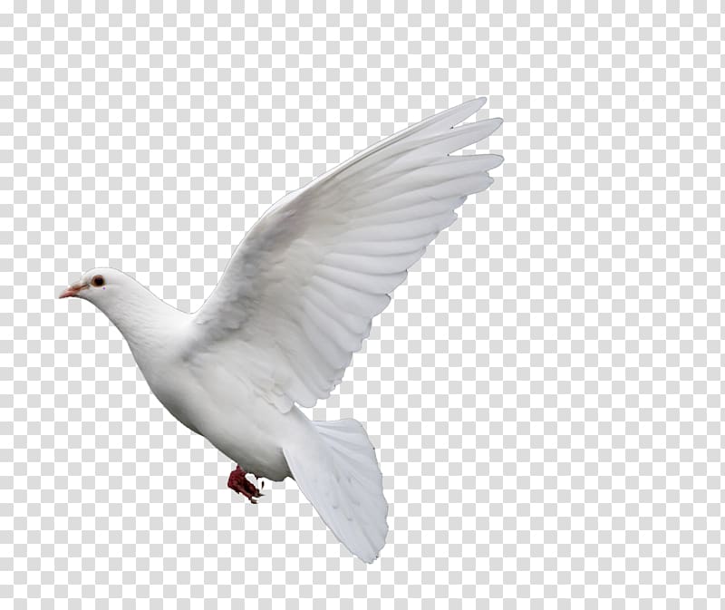 Rock dove Columbidae Goose Doves as symbols, pigeon transparent background PNG clipart