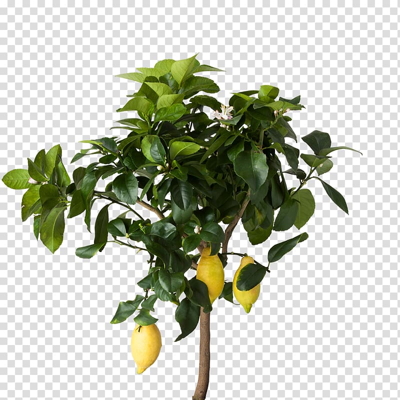 Lemon Houseplant IKEA Flowerpot, tropical fruit transparent background PNG clipart