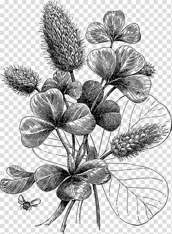 Botanical illustration Black and white Printmaking Botany, plum blossom pattern transparent background PNG clipart