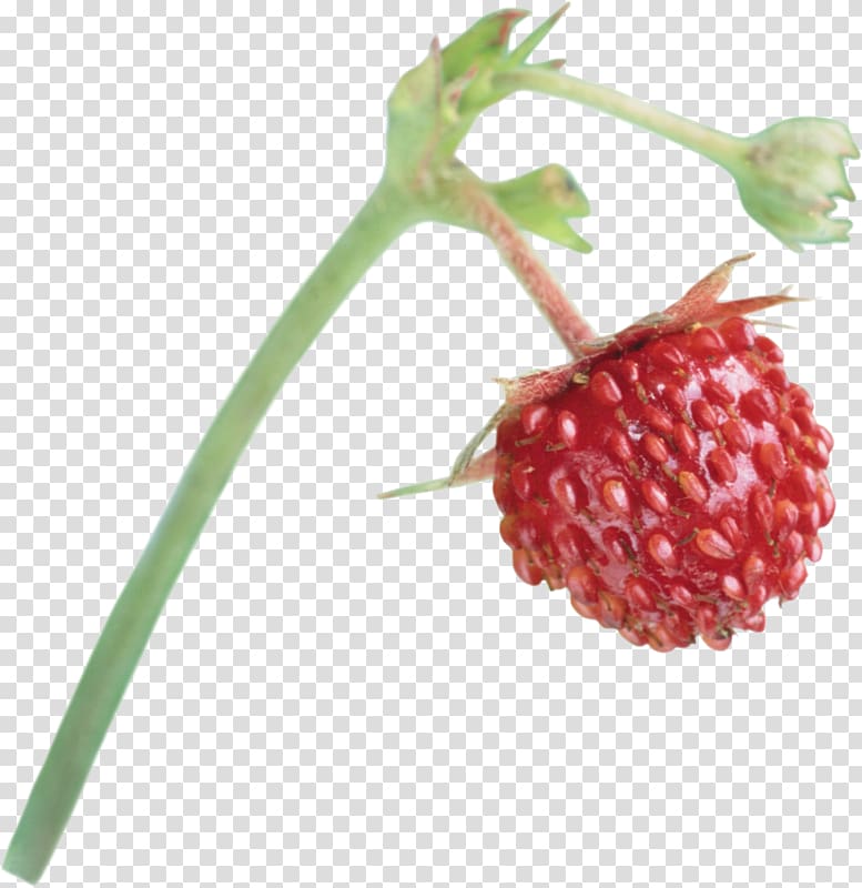 Musk strawberry Red Mulberry Raspberry Boysenberry, strawberry transparent background PNG clipart