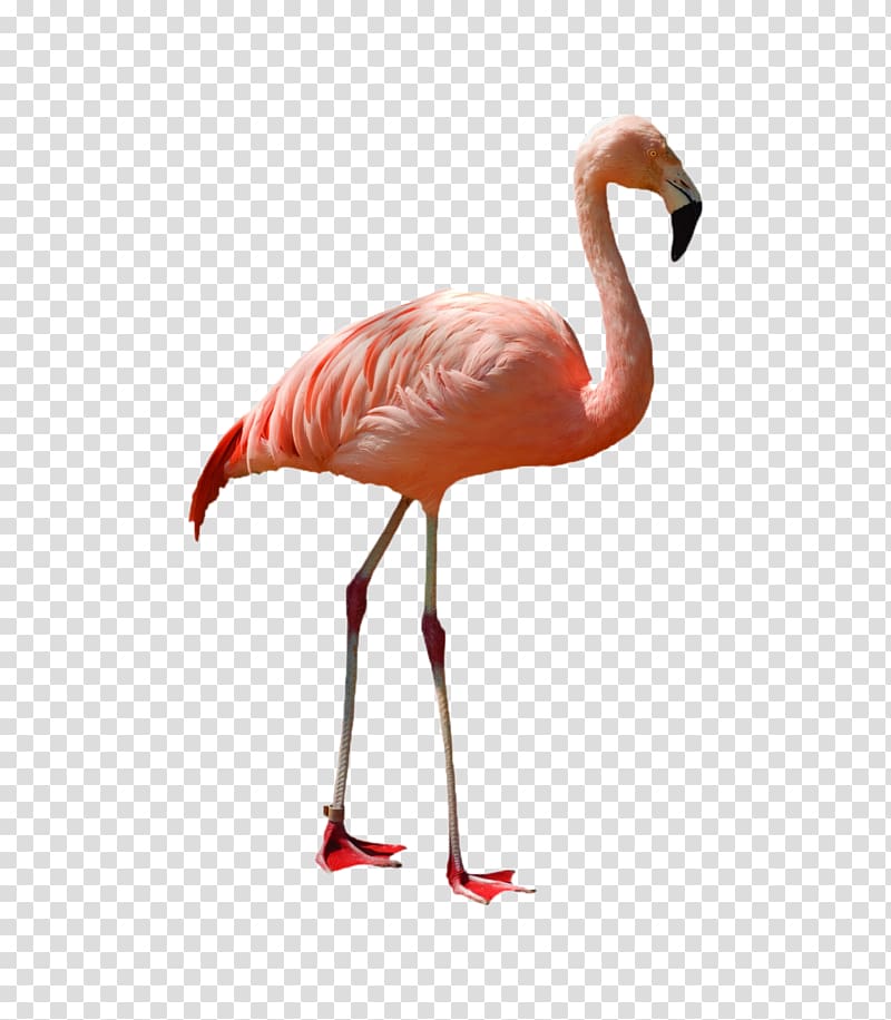 Greater flamingo American flamingo Bird , Red-crowned Crane transparent background PNG clipart